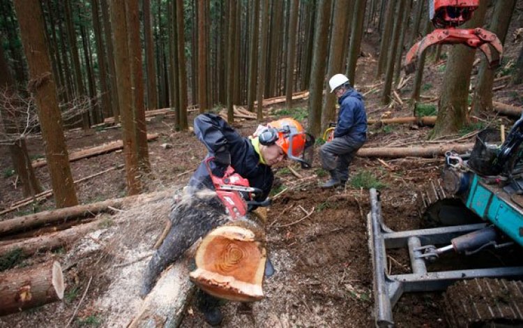 自伐という形での林業経営