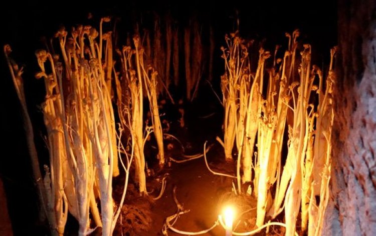 地下3.5mの横穴で純白の東京ウドを育てる