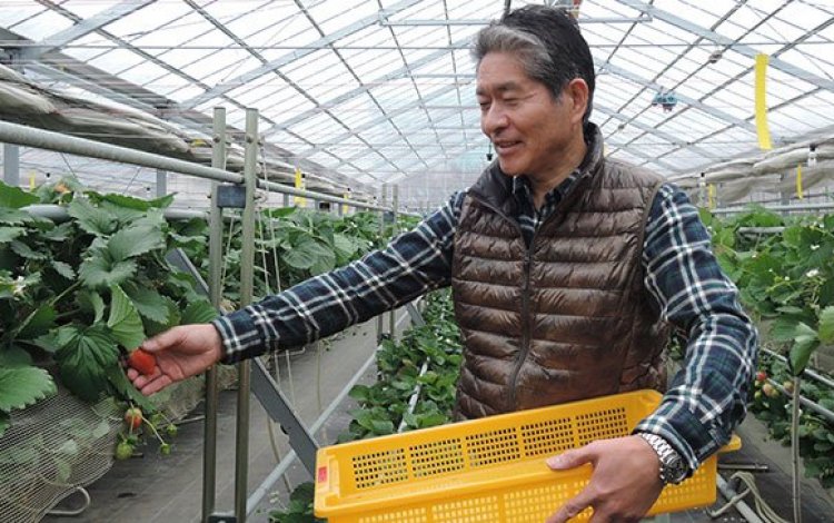 梅農家からイチゴ摘み取り園への転身