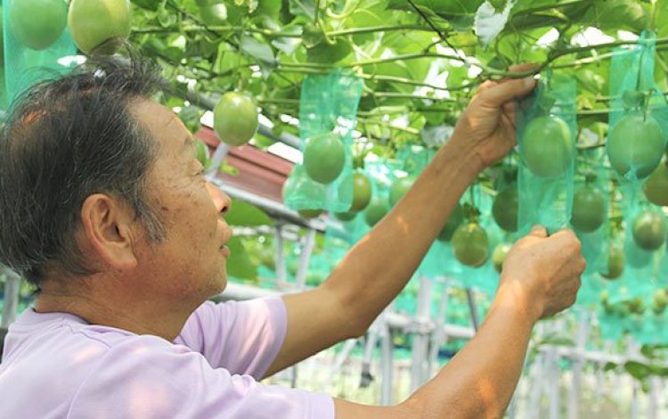 “三宅島パッション”で農業復興