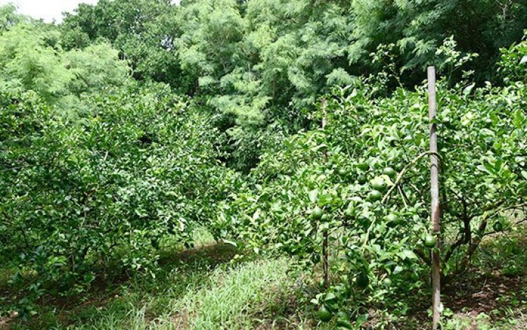 移住した母島で働きながら農園を開墾