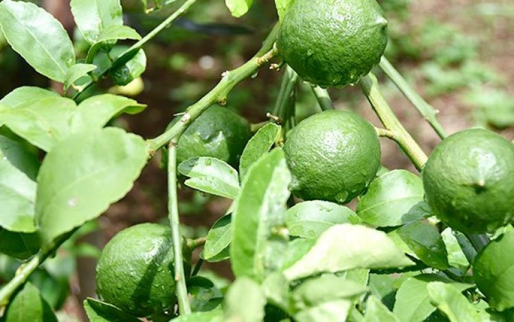 母島の自然相手に腹を据えて