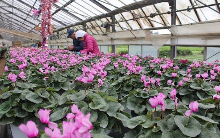 “香りシクラメン”ってどんな花？