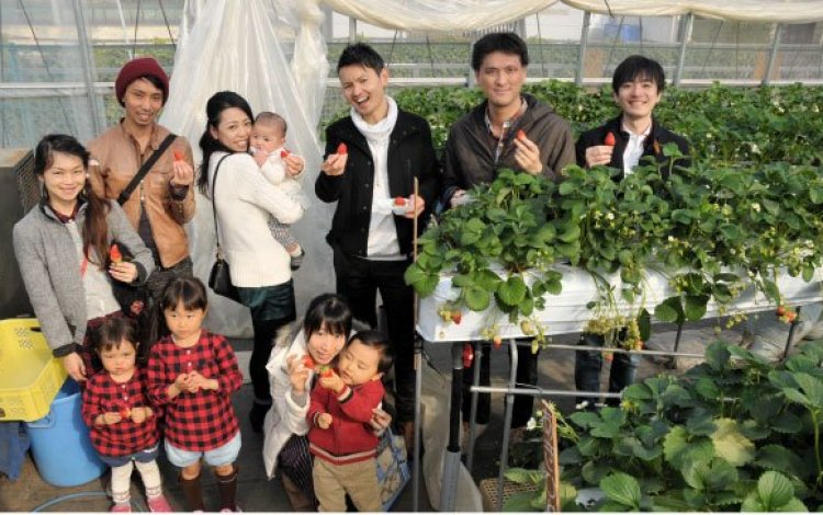 気軽に体験！　世田谷育ちのイチゴを摘み取ろう