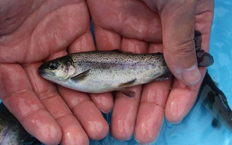 マス類稚魚の放流
