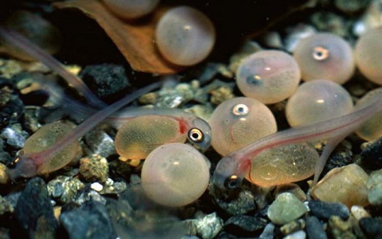 マス類稚魚の放流