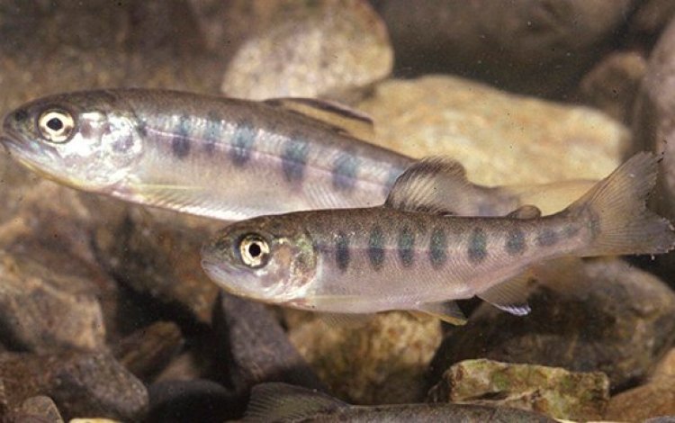 マス類稚魚の放流