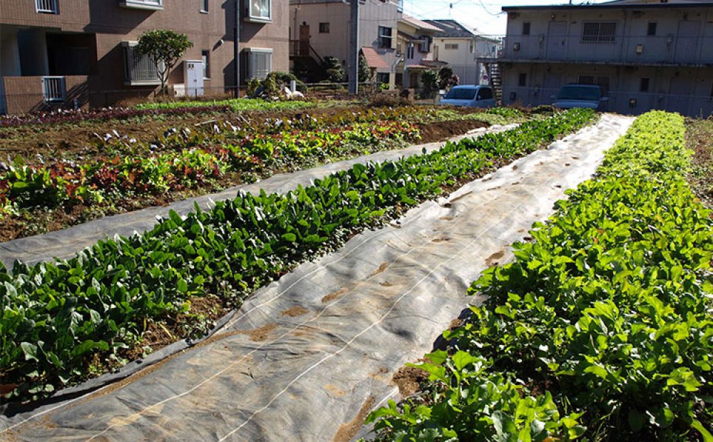 オーナーの畑の減農薬野菜を使う