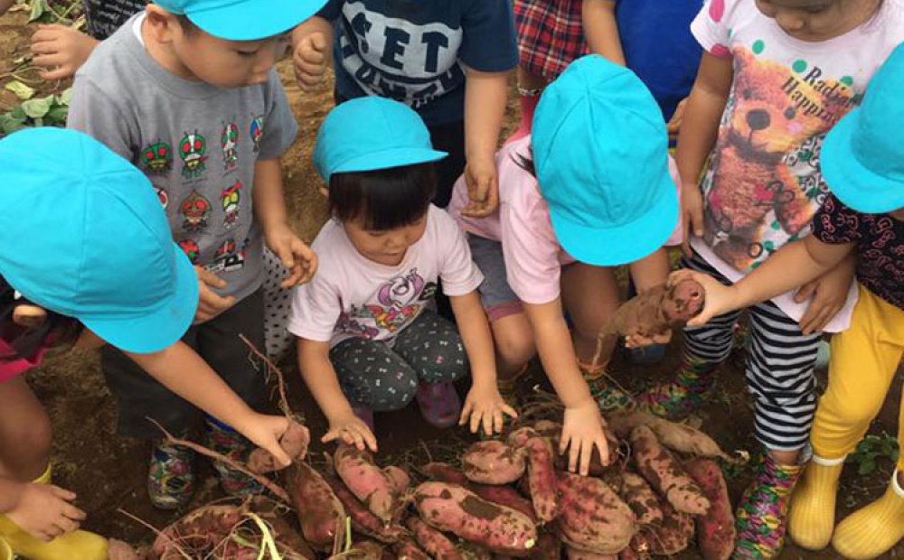 大喜びで掘り取る園児たち