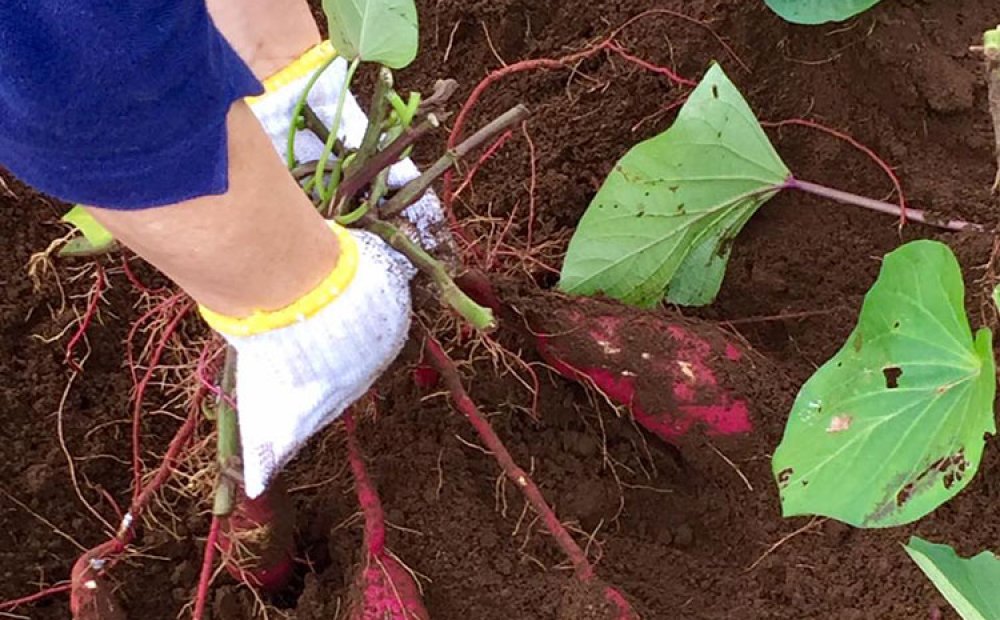 甘くてホクホクした味わいが特徴