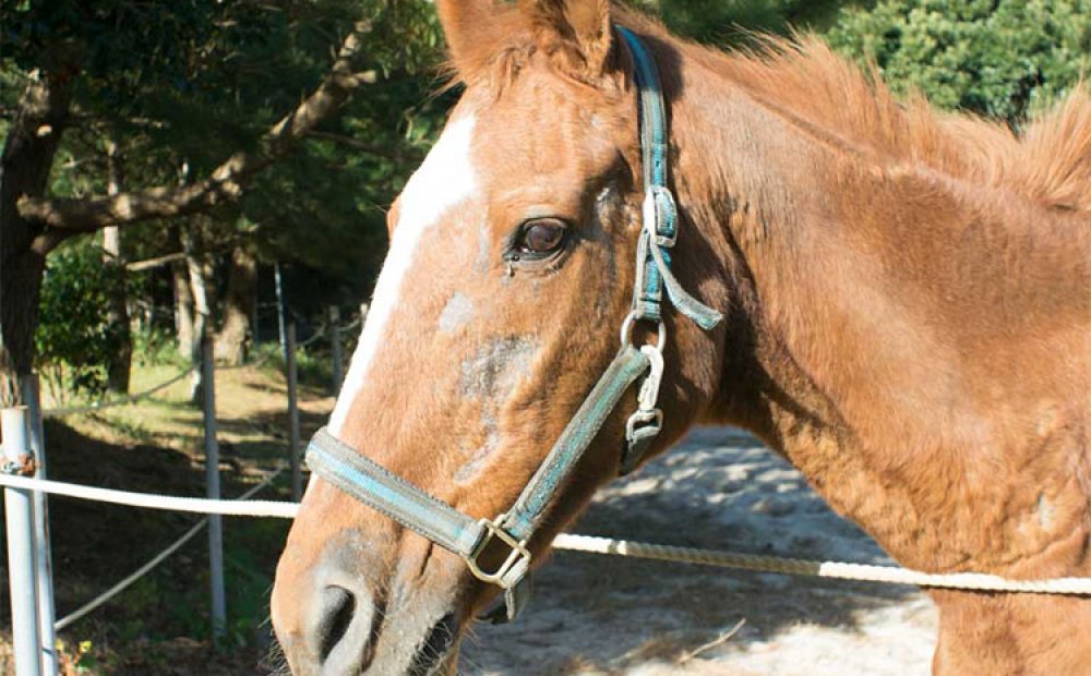 動物舎にはつぶらな瞳の馬も