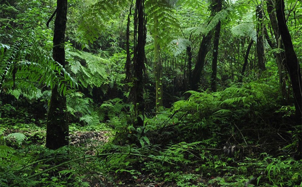 うっそうと生い茂るヘゴの木々