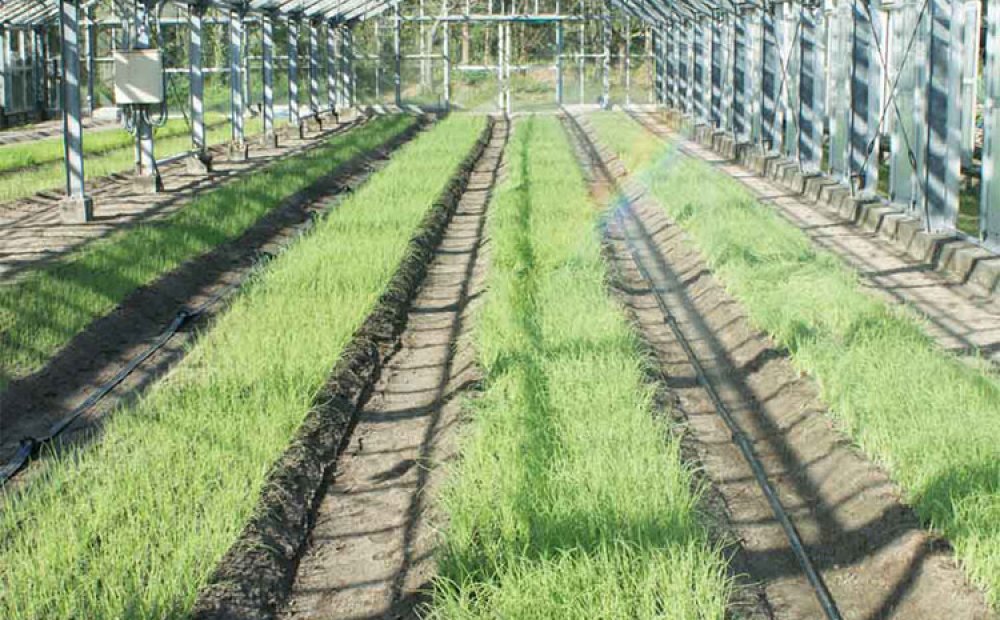 新島ブランドの野菜を栽培