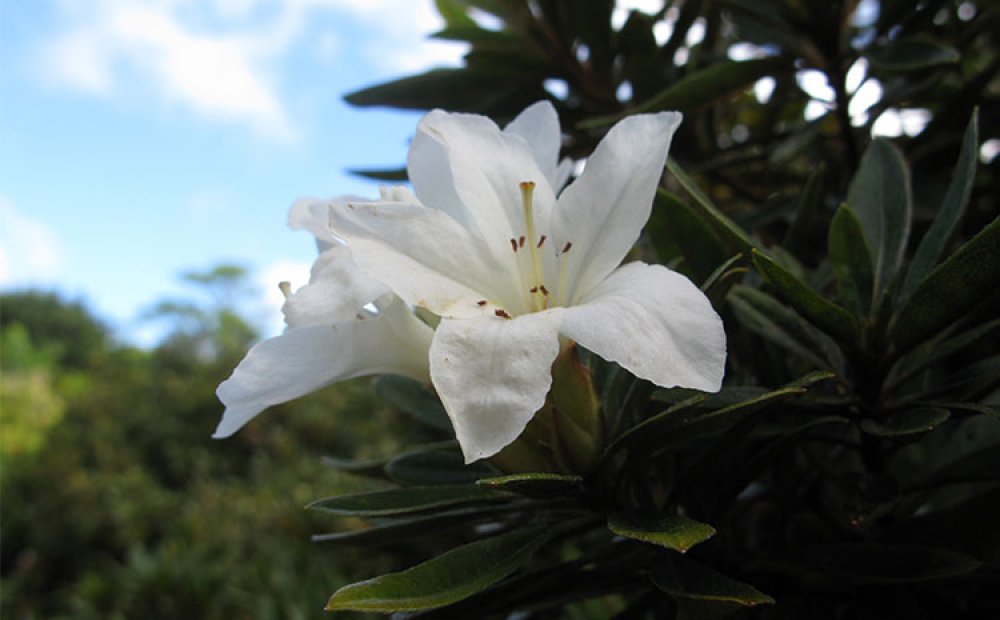 ムニンツツジなどの貴重な固有植物も展示