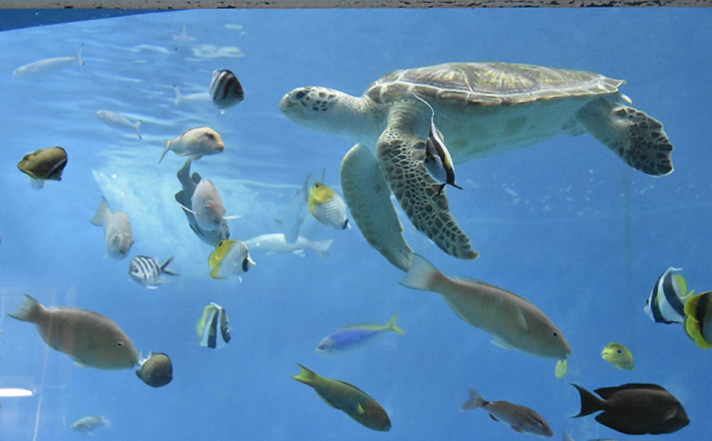 悠々と泳ぐアオウミガメも観察できる