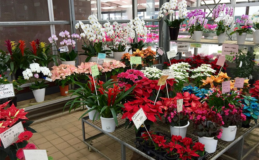 ランや観葉植物が揃う温室