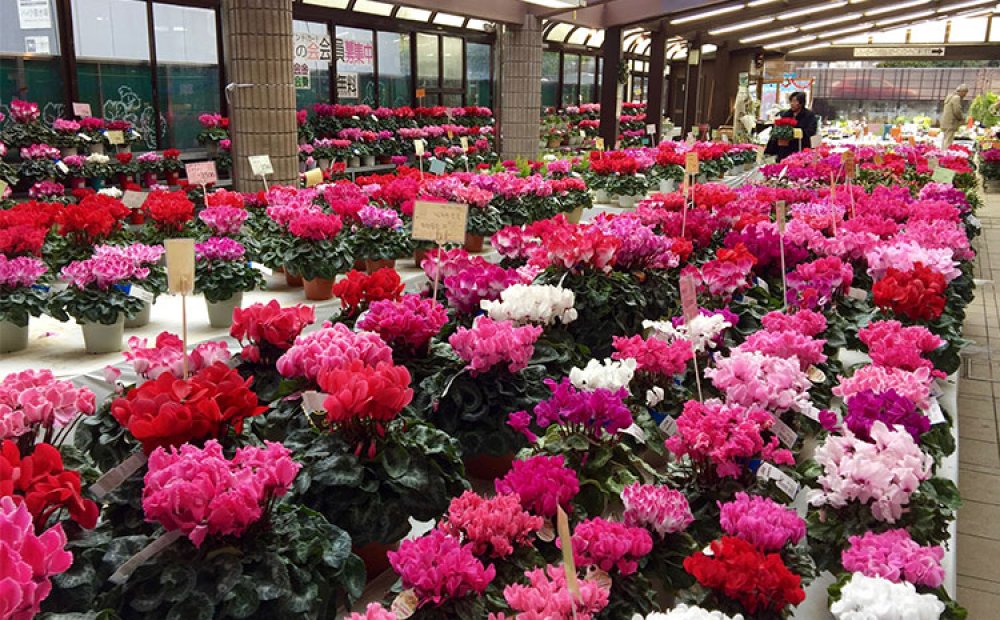 季節の花がずらりと並ぶ