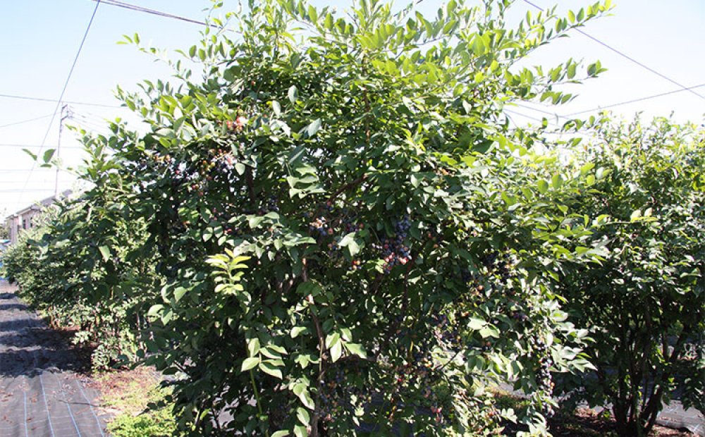 大きな木で摘みやすい