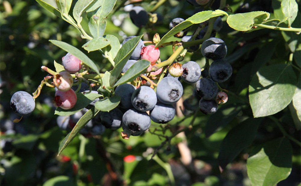 みずみずしいブルーベリー