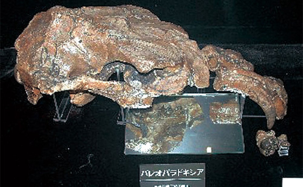 パレオパラドキシアの上顎骨（レプリカ）（C）あきる野市