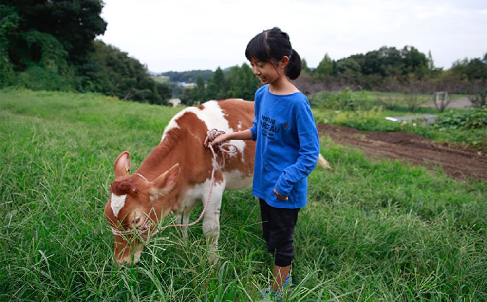 仔牛との散歩はほのぼのと楽しい