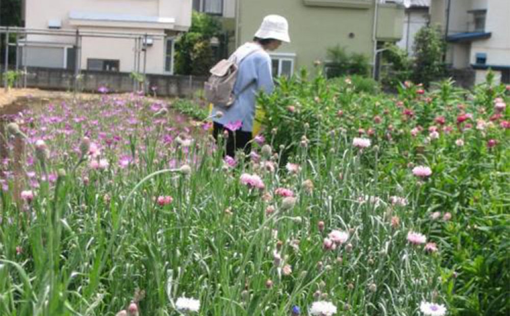 いろいろな花が摘み放題