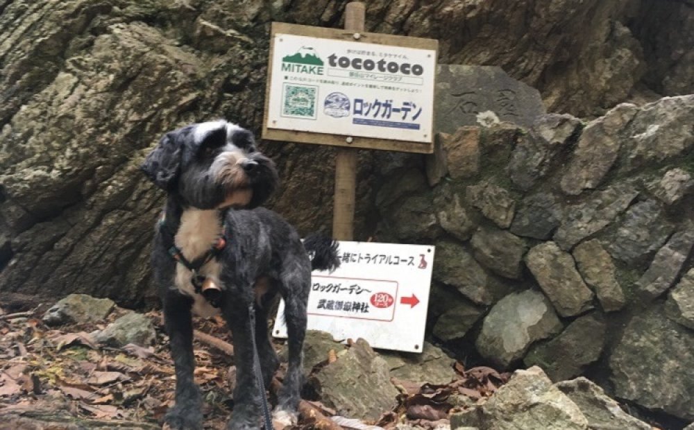 御岳山はペットフレンドリー。マナーを守れば一緒に楽しめる