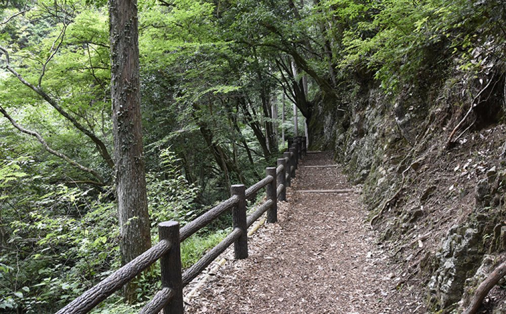 コースはほぼ平坦で歩きやすい