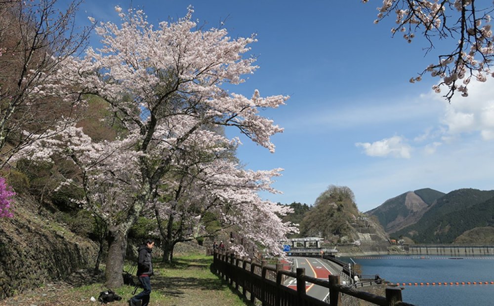 湖畔はサクラの名所としても名高い