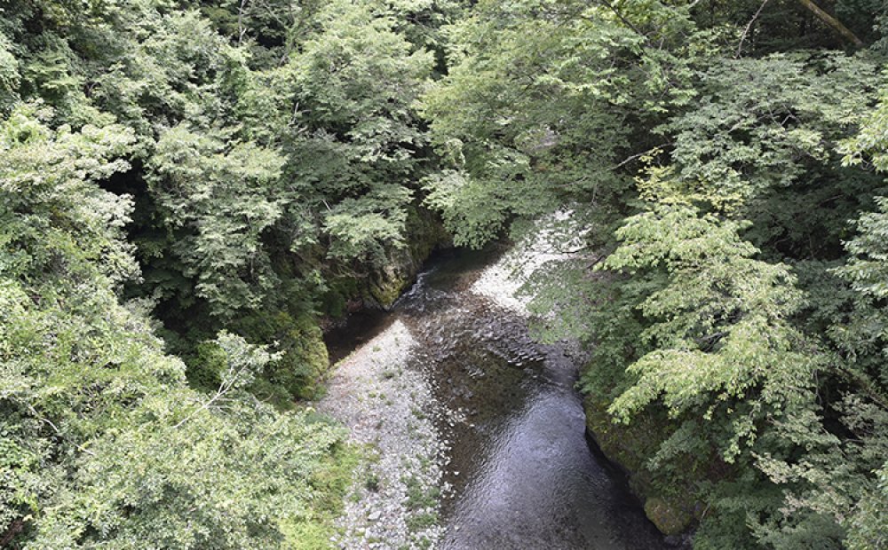 上流部はうっそうとした緑に囲まれている
