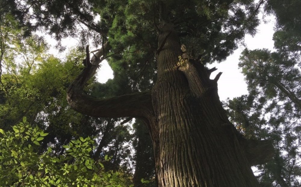 曲がった枝には天狗が腰掛けたという伝説がある