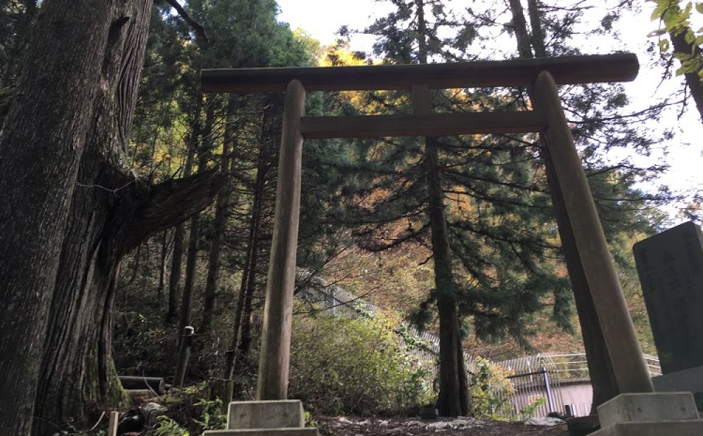 樹高が高すぎるため見逃しがち。この鳥居が目印