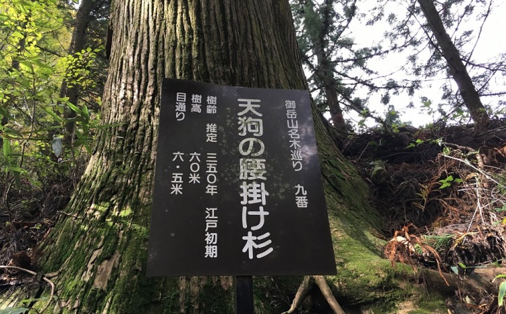 御岳山の名木めぐりを楽しむこともできる