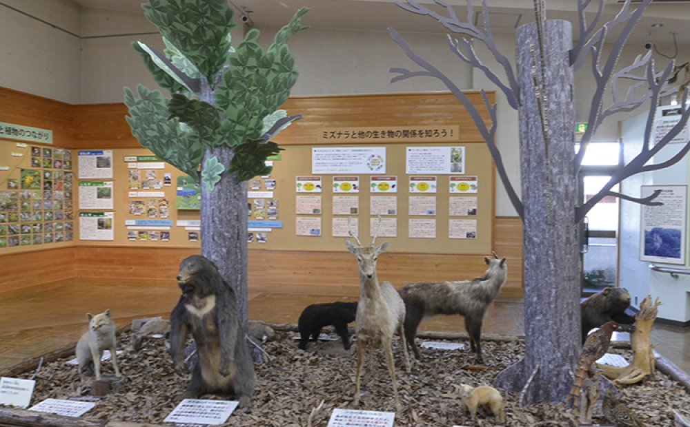 奥多摩の動植物・岩石、季節の見どころなどを詳しく展示