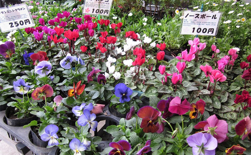 鉢花の種類も豊富だ