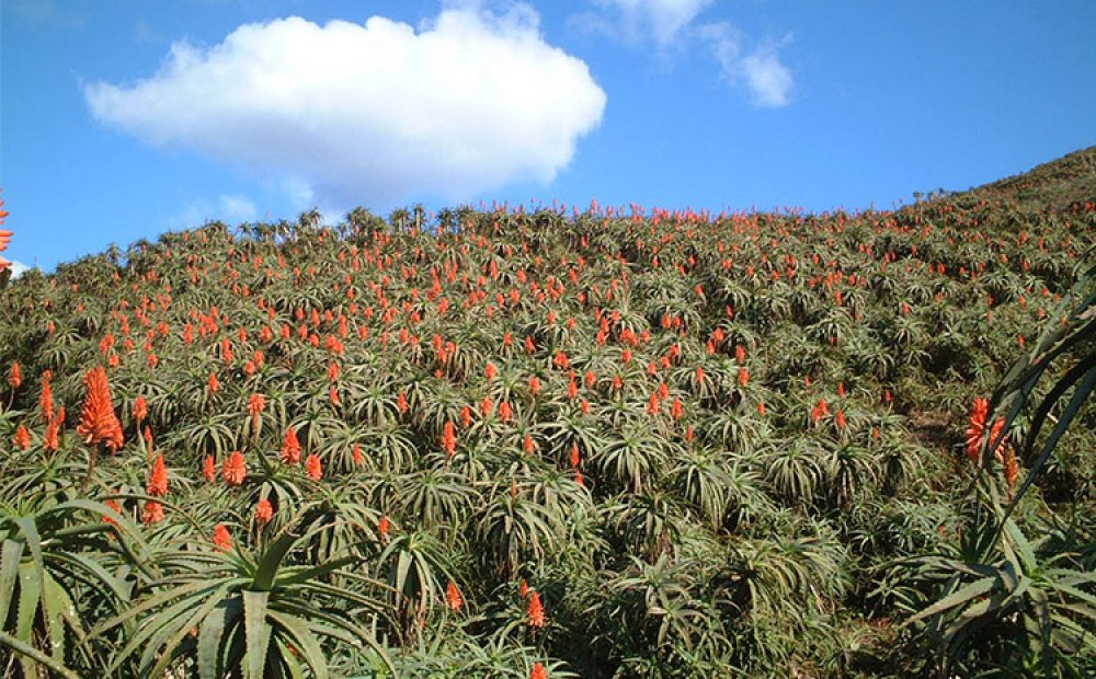 八丈富士の山麓にある