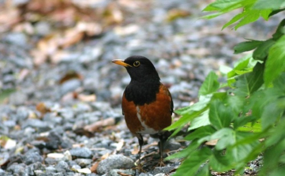 アカコッコ（C）三宅島自然ふれあいセンター・アカコッコ館