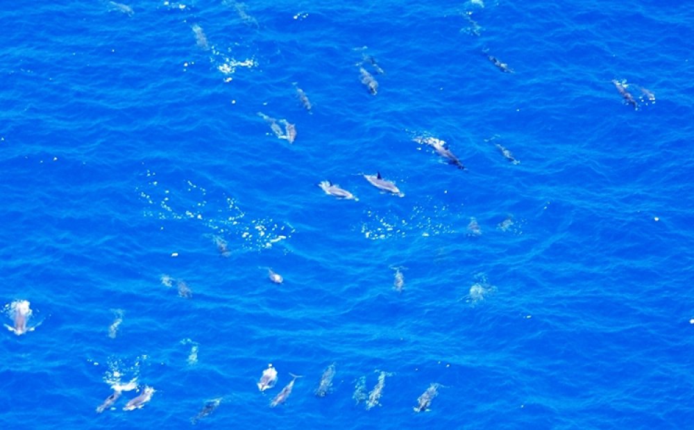 ツアー中にイルカの群れに遭遇