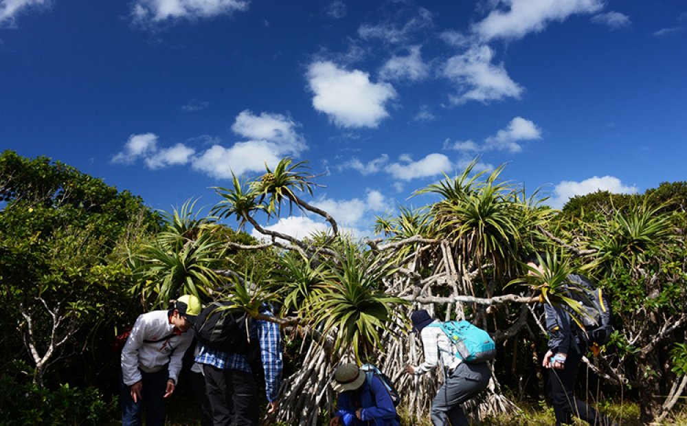 熱帯植物の観察も楽しみ
