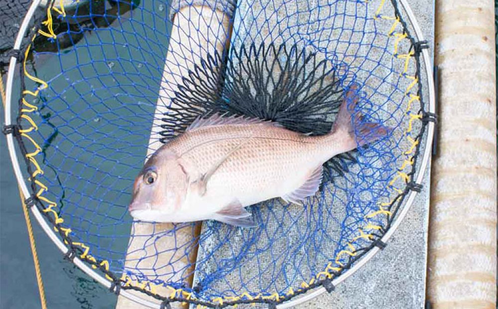 高級魚を養殖する