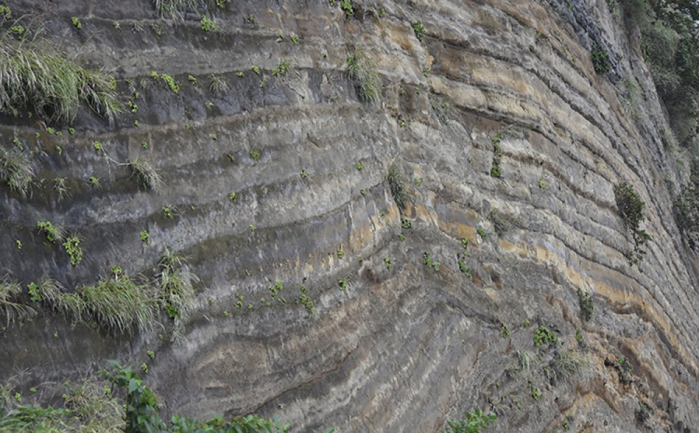 バームクーヘンと呼ばれるのも納得