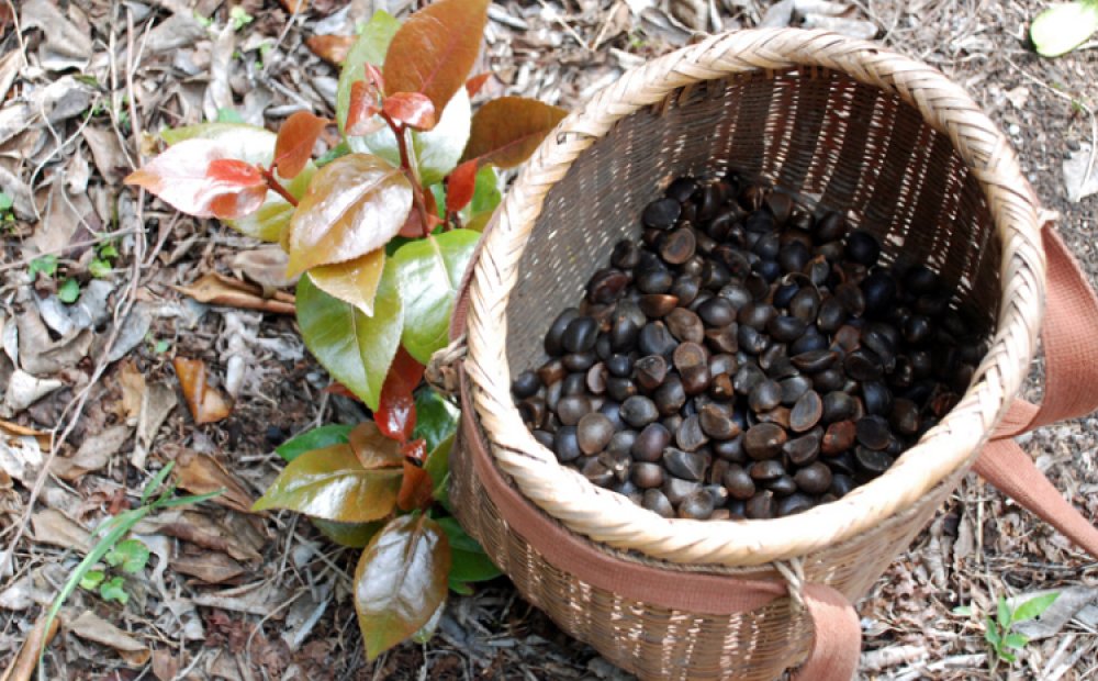 良質の椿の実を拾って