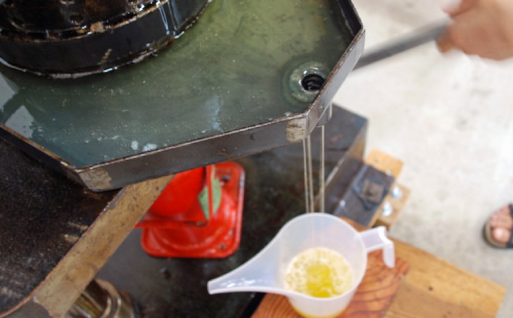 絞り出された美しい椿油