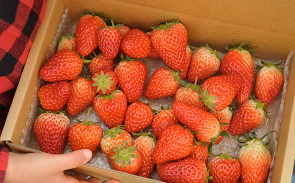 章姫と紅ほっぺを栽培している