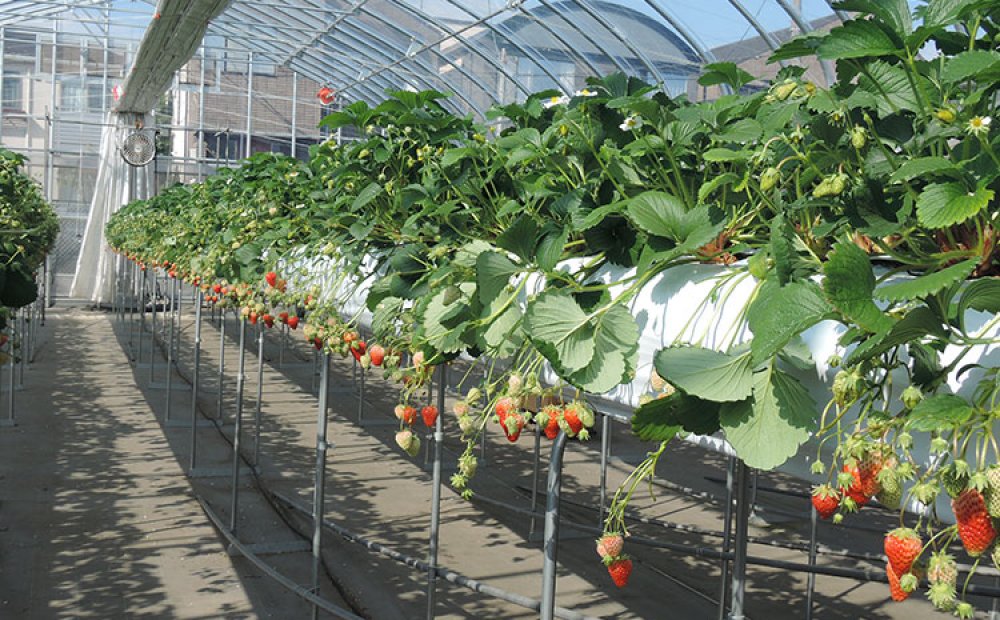 高設栽培システム導入で衛生的