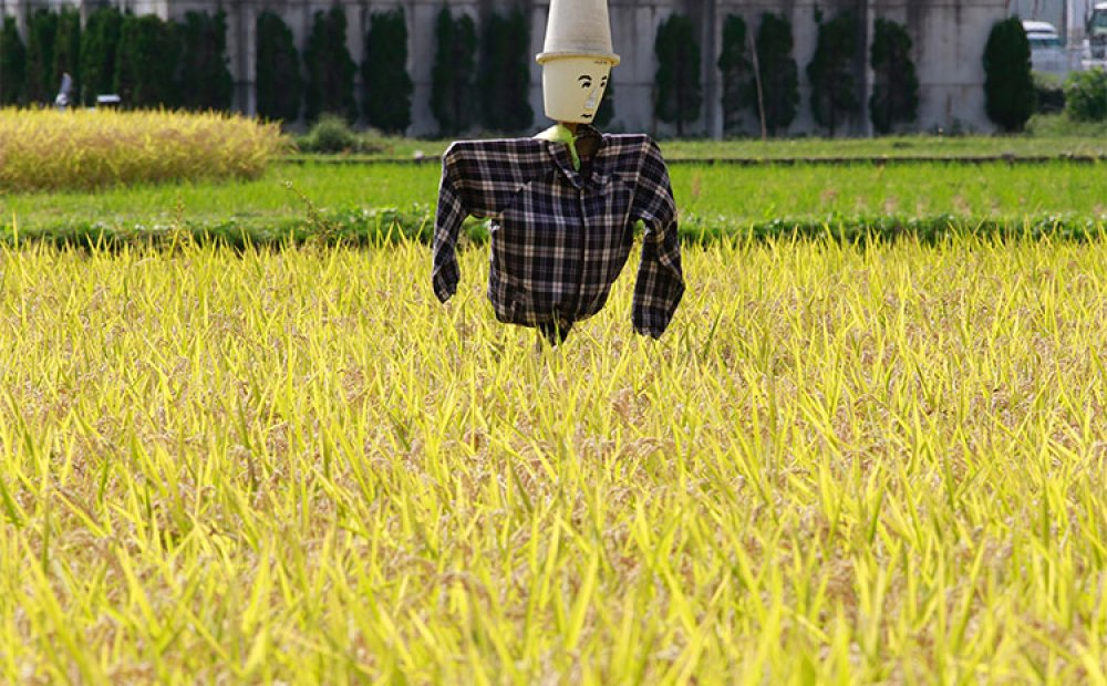鳥などから稲穂を守る案山子（かかし）