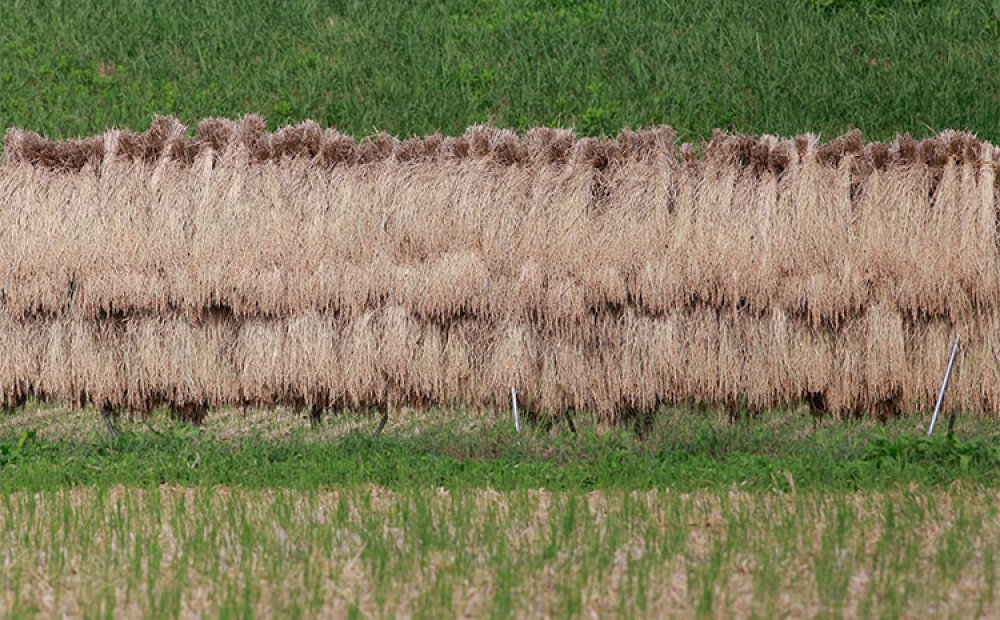 昔ながらの天日干しのはざかけ