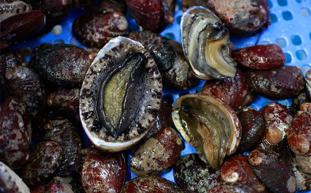 アワビによく似たトコブシ