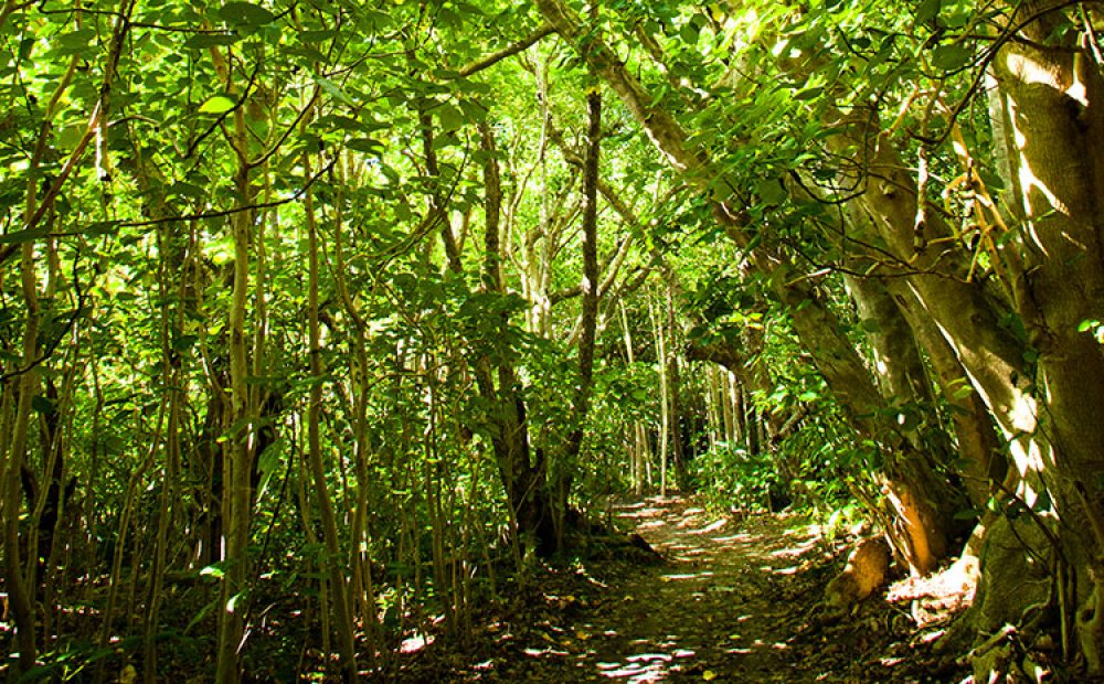 小港海岸から中山峠までの遊歩道