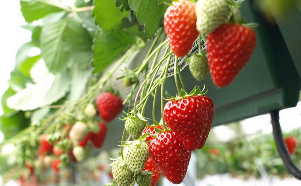 摘み取りできるイチゴは3品種